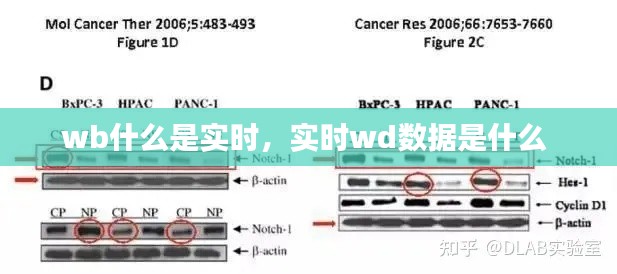 wb什么是实时,实时wd数据是什么