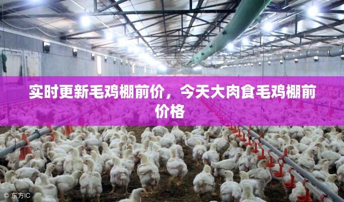实时更新毛鸡棚前价，今天大肉食毛鸡棚前价格 