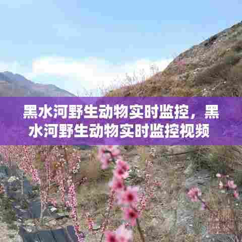 黑水河野生动物实时监控，黑水河野生动物实时监控视频 