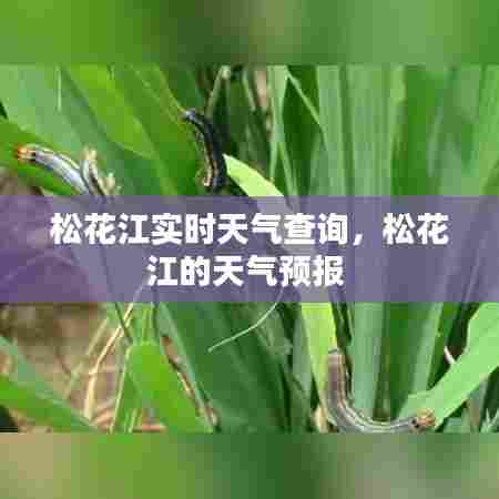 松花江实时天气查询,松花江的天气预报