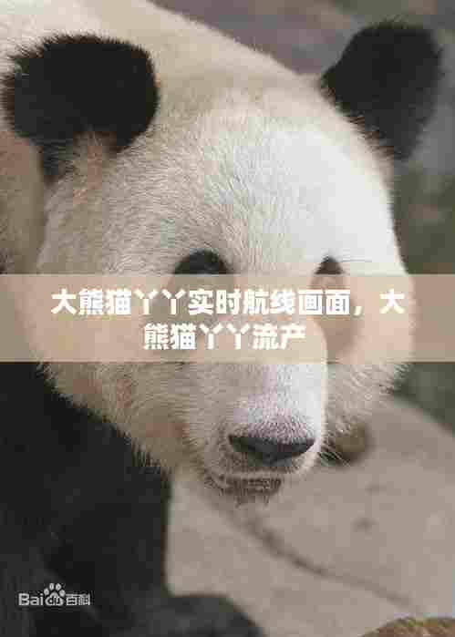 大熊猫丫丫实时航线画面，大熊猫丫丫流产 
