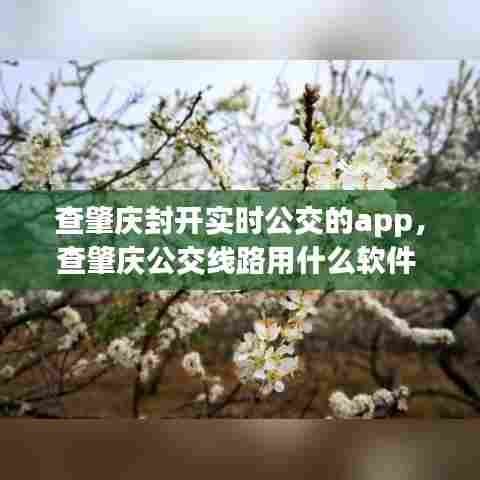 查肇庆封开实时公交的app,查肇庆公交线路用什么软件