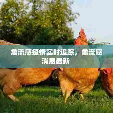禽流感疫情实时追踪,禽流感消息最新