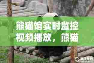 熊猫馆实时监控视频播放，熊猫馆长什么样 