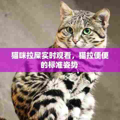 猫咪拉屎实时观看，猫拉便便的标准姿势 