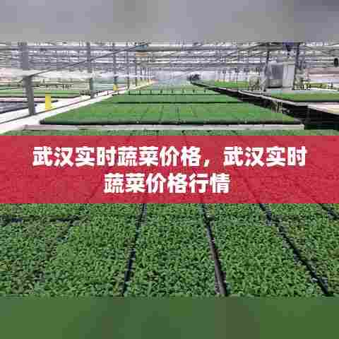 武汉实时蔬菜价格，武汉实时蔬菜价格行情 