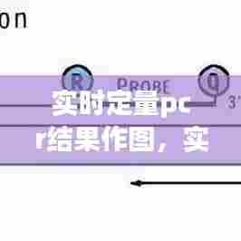 实时定量pcr结果作图,实时定量pcr实验步骤