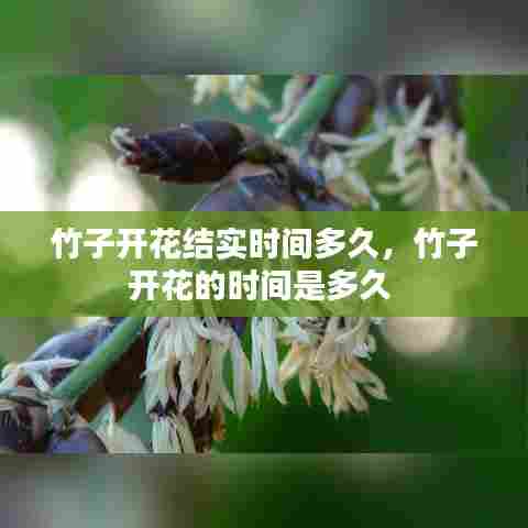 竹子开花结实时间多久,竹子开花的时间是多久