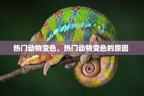 热门动物变色，热门动物变色的原因 