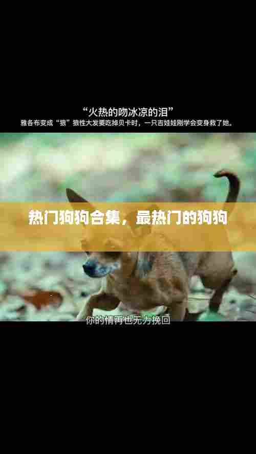 热门狗狗合集，最热门的狗狗 