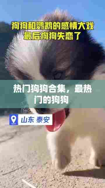 热门狗狗合集,最热门的狗狗