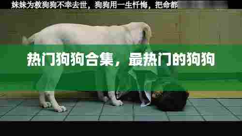 热门狗狗合集,最热门的狗狗