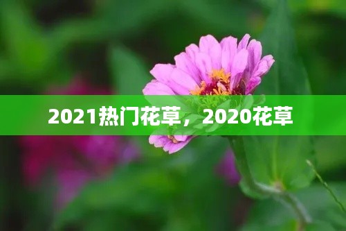 2021热门花草,2020花草