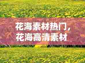 花海素材热门，花海高清素材 