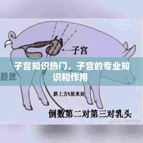 子宫知识热门，子宫的专业知识和作用 