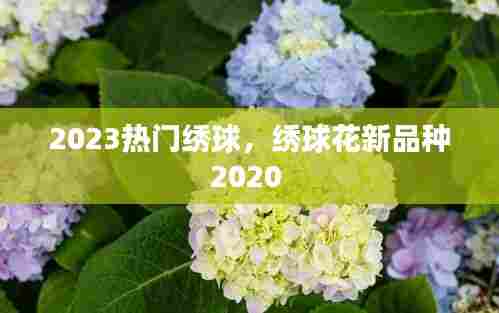 2023热门绣球，绣球花新品种2020 