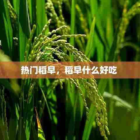 热门稻早,稻早什么好吃