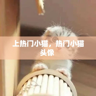 上热门小猫，热门小猫头像 