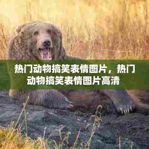 热门动物搞笑表情图片，热门动物搞笑表情图片高清 