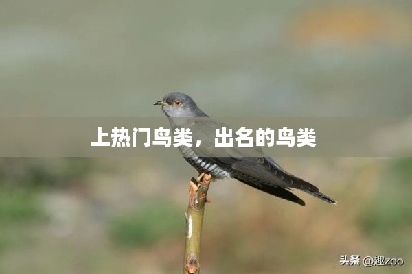 上热门鸟类，出名的鸟类 