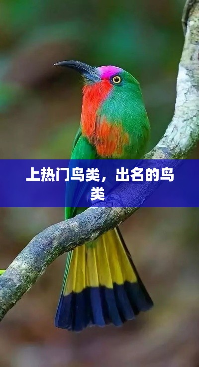上热门鸟类,出名的鸟类