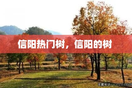 信阳热门树,信阳的树