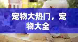 宠物大热门，宠物大全 