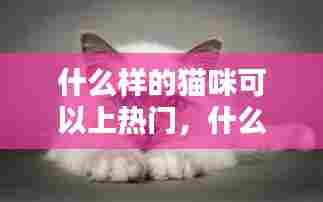 什么样的猫咪可以上热门,什么样的猫可以遛