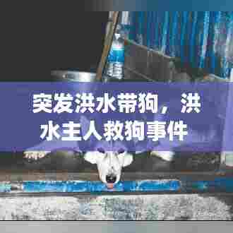 突发洪水带狗，洪水主人救狗事件 
