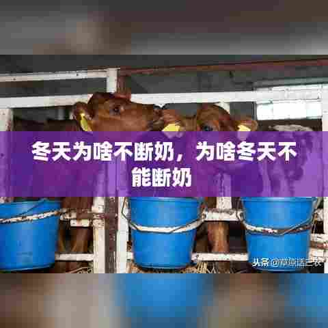 冬天为啥不断奶，为啥冬天不能断奶 