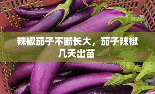 辣椒茄子不断长大,茄子辣椒几天出苗