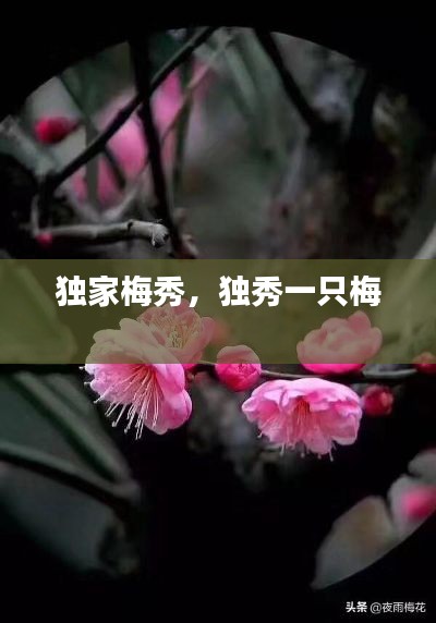 独家梅秀，独秀一只梅 