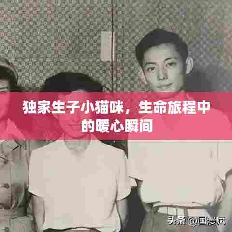 独家生子小猫咪，生命旅程中的暖心瞬间