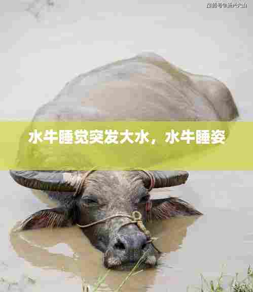 水牛睡觉突发大水，水牛睡姿 