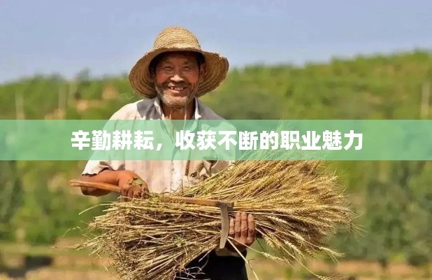 辛勤耕耘，收获不断的职业魅力