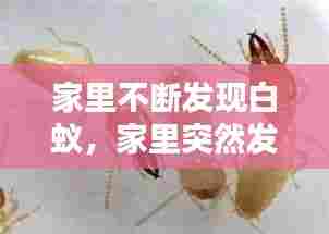 家里不断发现白蚁，家里突然发现白蚁 