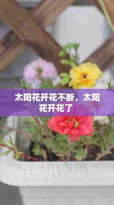 太阳花开花不断,太阳花开花了