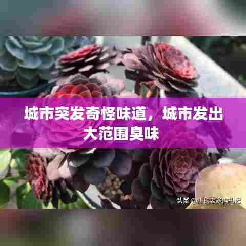 城市突发奇怪味道，城市发出大范围臭味 