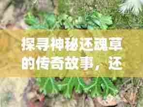 探寻神秘还魂草的传奇故事，还魂草专题节目独家呈现