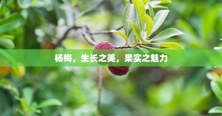 杨梅，生长之美，果实之魅力