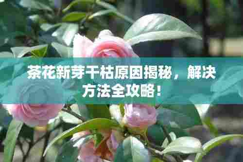 茶花新芽干枯原因揭秘,解决方法全攻略!