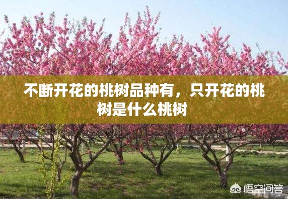 不断开花的桃树品种有，只开花的桃树是什么桃树 