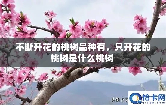 不断开花的桃树品种有,只开花的桃树是什么桃树