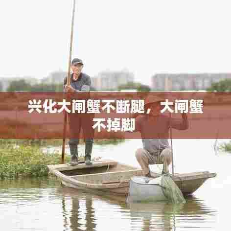 兴化大闸蟹不断腿,大闸蟹不掉脚