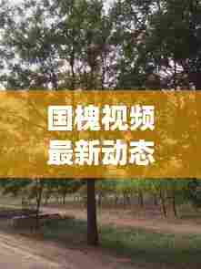 国槐视频最新动态,保护意识觉醒与今日挖掘的启示