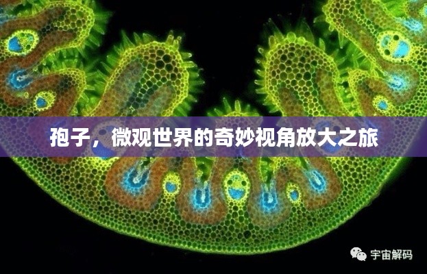 孢子，微观世界的奇妙视角放大之旅