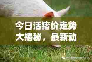 今日活猪价走势大揭秘，最新动态与价格分析