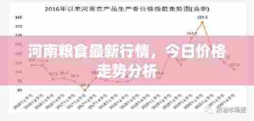 河南粮食最新行情,今日价格走势分析