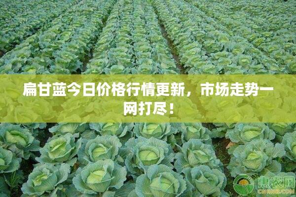扁甘蓝今日价格行情更新，市场走势一网打尽！