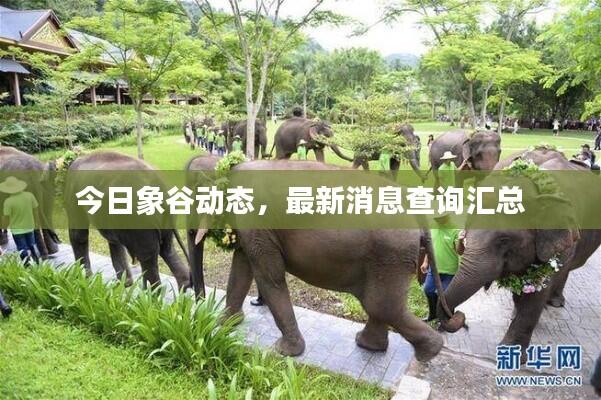 今日象谷动态,最新消息查询汇总